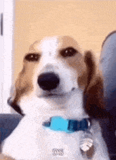 Go to Beagle page