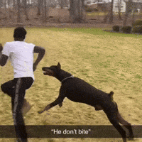 Go to Doberman page