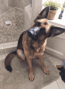 Go to German Shepherd page