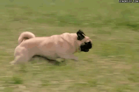 Go to Pug page
