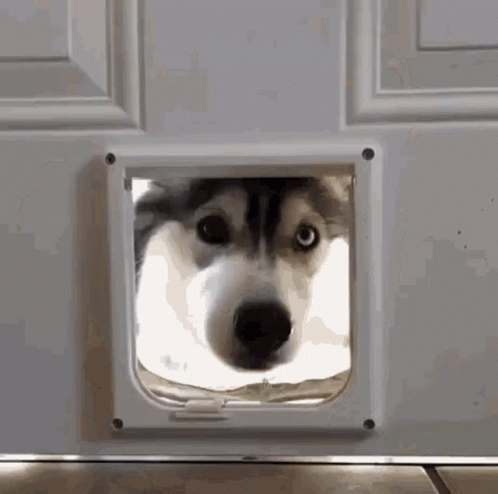 Go to Husky page
