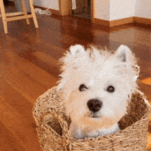 Go to Westie page