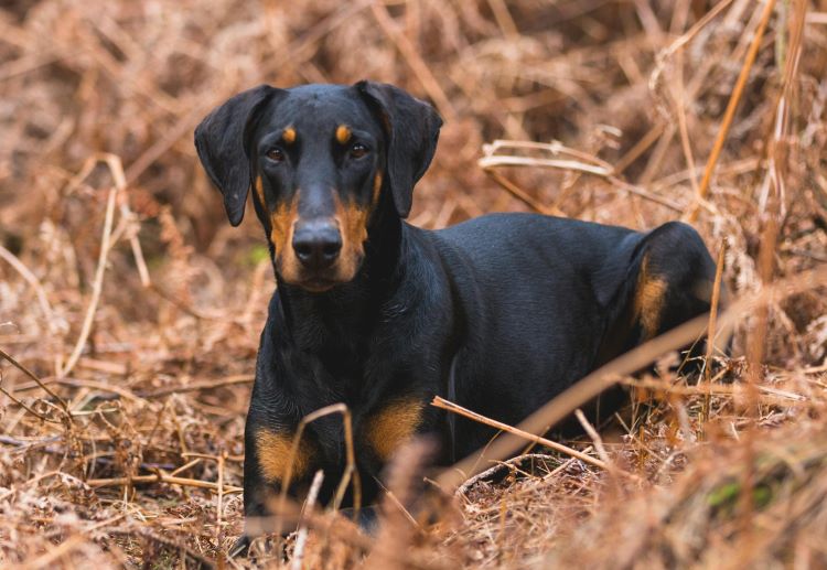 Doberman dog